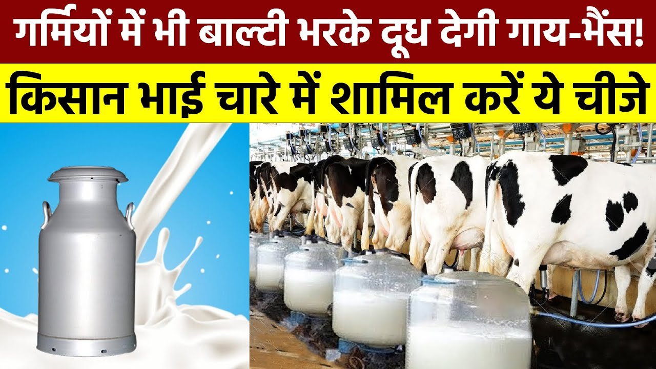 Milk Production