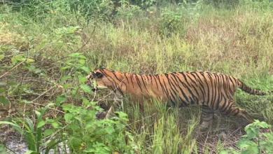CG : पर्यटक आज से टाइगर रिजर्व और वन्यजीव अभयारण्य नहीं घूम पाएंगे …