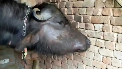 CG : मानसून में बढ़ा गलघोंटू बीमारी का खतरा, पशुपालकों से समय पर टीकाकरण कराने की अपील…