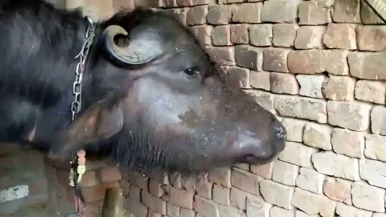 CG : मानसून में बढ़ा गलघोंटू बीमारी का खतरा, पशुपालकों से समय पर टीकाकरण कराने की अपील…