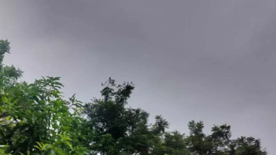 CG : अगले 2 से 3 दिनों तक लगातार बारिश के आसार, IMD की रिपोर्ट ..
